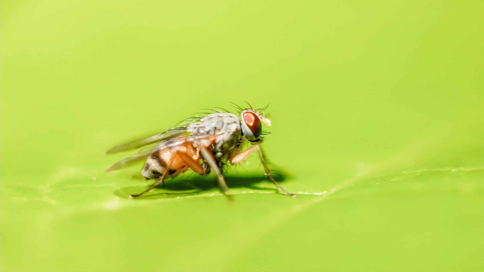 Can Pest Control Get Rid of Fruit Flies? (Complete Homeowner’s Guide)