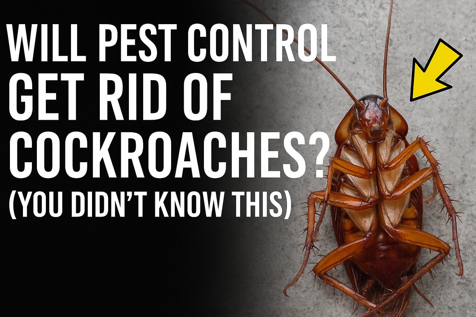 Will Pest Control Really Get Rid of German Roaches? (Most people don't know this)