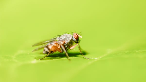 Can Pest Control Get Rid of Fruit Flies? (Complete Homeowner’s Guide)
