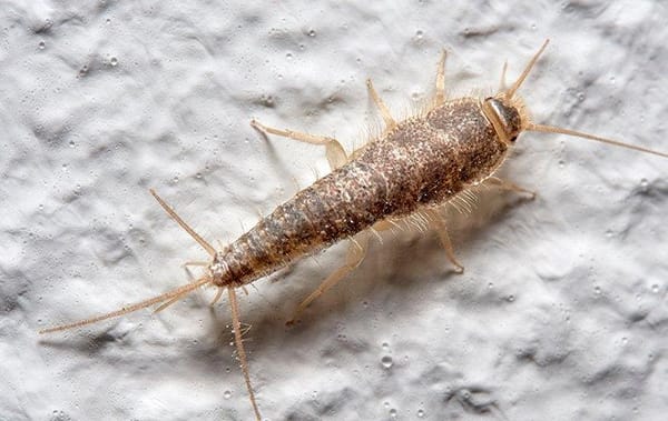Will Pest Control Get Rid of Silverfish? Yes—If You Fix This First [2025 Guide]