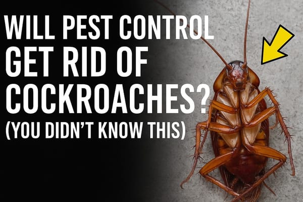 Will Pest Control Really Get Rid of German Roaches? (Most people don't know this)